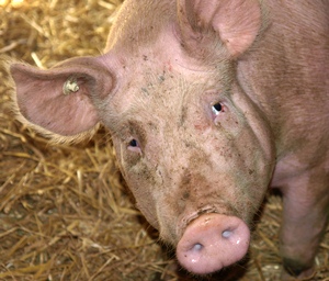 Gesundheit von Schweinen