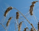 Getreide-Nothilfe