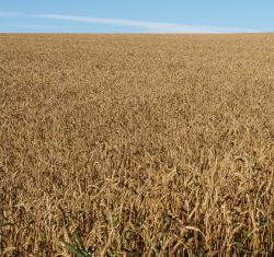 Getreide auf deutschen Feldern 2014