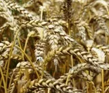 Getreide fr Bioethanolproduktion
