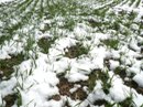 Getreide im Schnee