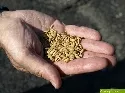 Getreide in der Hand 