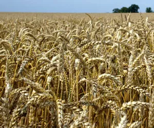 Getreideanbau Bayern