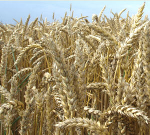 Getreideanbau NRW