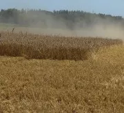 Getreideanbau Sachsen 2015