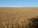 Getreideanbau in Frankreich