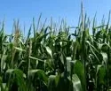Getreideanbauflche um 21.200 Hektar verringert