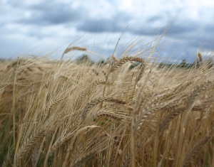 Getreidebau Ukraine 2022