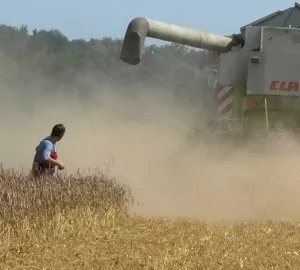 Getreideernte Rheinland 2014