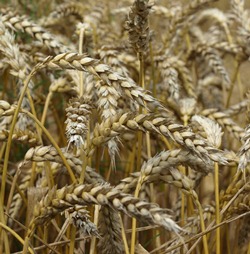 Getreideernte in Osteuropa
