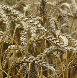 Getreideernte in Osteuropa