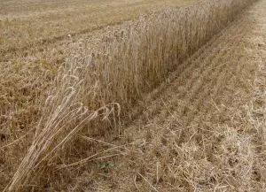 Getreidehandel mit Ukraine