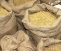 Getreidepreise unter Druck: Landwirte knnen Produktionskosten nicht decken 