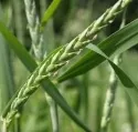 Getreidevermehrung: Rckgang gestoppt