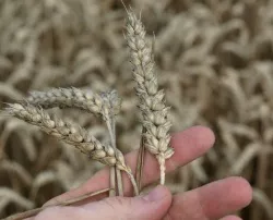 Getreideversorgung Schweiz