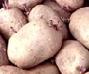 Greenpeace-Aktivisten pflanzen gentechnikfreie Kartoffeln auf Gen-Acker