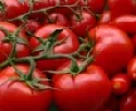 Gurken und Tomaten zhlen zu den beliebtesten