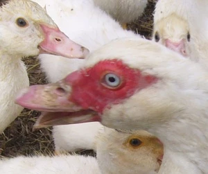 H5N8 Vogelgrippe Niederlande