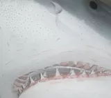 Haifischhaut-Lack spart Kerosin
