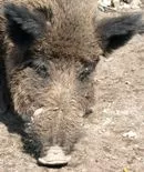 Handlungsprogramm zur Bekmpfung der klassischen Schweinepest und Reduzierung berhhter Schwarzwildbestnde fr das Jagdjahr 2010/2011 verabschiedet