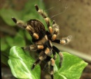 Heim-Tier & Pflanze: Messe-Spinnen brauchen kein Futter 