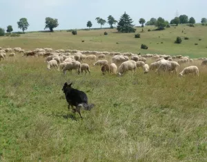 Herdenschutz vor Wolfsangriffen