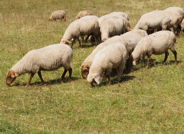 Herdenschutzmanahmen fr Schafe