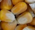 Herkunft von Mais