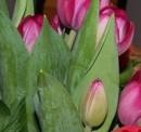 Hollands Blumenbauern alarmiert: Keine Tulpen mehr aus Amsterdam? 