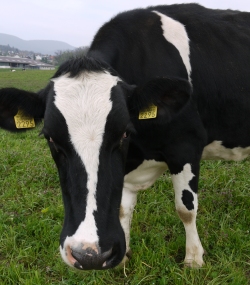 Holstein Friesian Rind