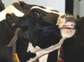 Holstein-Schwarzbunt ist die bedeutendste Rinderrasse in Sachsen-Anhalt