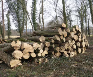 Holzeinschlag 2022