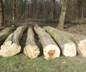 Holzeinschlag Thringen 2015