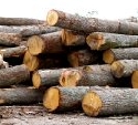 Holzeinschlag mit neuem Rekord