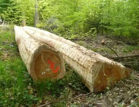 Holzerzeugung