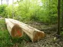 Holzindustrie bezieht Stellung zum Natur- und Artenschutz sowie zu Forderungen zum groflchigen Nutzungsverzicht im Wald