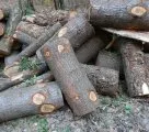 Holznutzung weiter im Trend: Selbst im Wald Holz holen