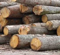 Holzproduktion