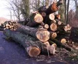 Holzwirtschaft