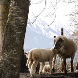 Homopathie fr Schaf und Ziege 