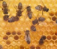 Honigbienen berwintern