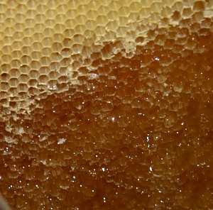 Honigernte