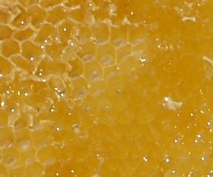 Honigproduktion Rumnien