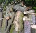 Illegal geschlagenes Holz