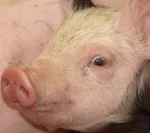 Immer mehr Schweinehalter geben auf 