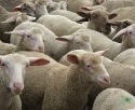 Impfaktion gegen Blauzungenkrankheit bei Schafen und Ziegen beendet 