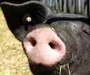 In den landwirtschaftlichen Betrieben werden wieder mehr Schweine gehalten