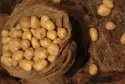 Industriekartoffel Amflora