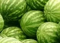 Inhaltsstoff der Melone schtzt vor Stress