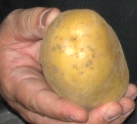 Internationales Jahr der Kartoffel
